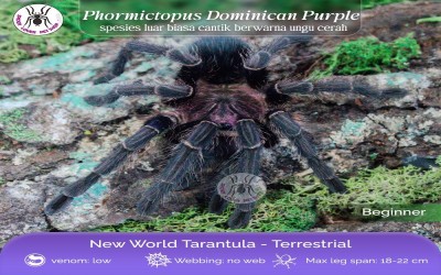 PHORMICTOPUS DOMINICAN PURPLE / DOMINICAN VIOLET / CARIBBEAN PURPLE TARANTULA - SLING